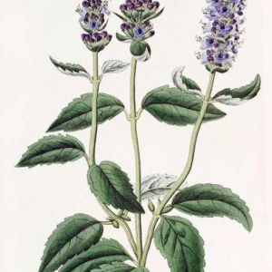 Agastache