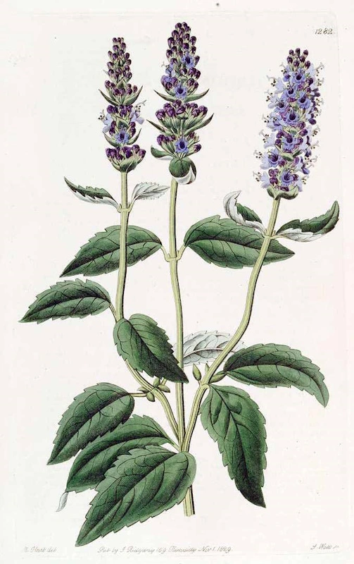 Agastache