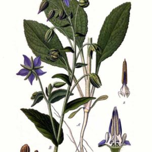 Bourrache officinale