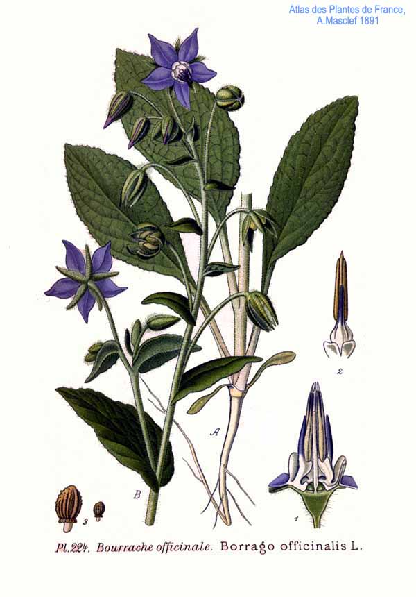 Bourrache officinale