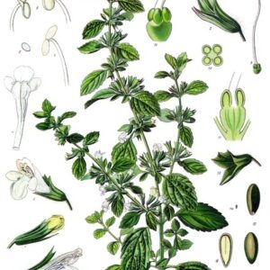 Mélisse officinale