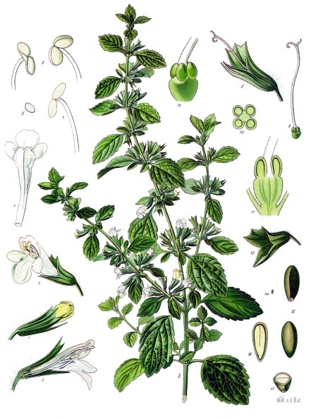 Mélisse officinale