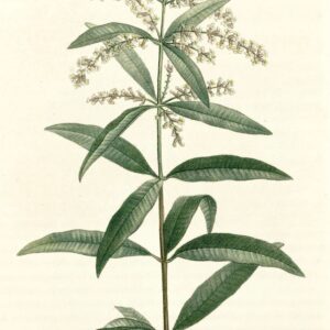 Verveine odorante