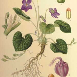 Violette odorante